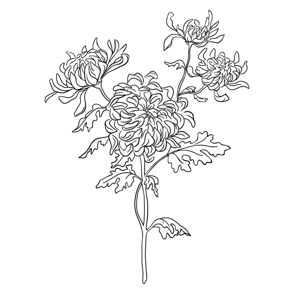 Black and White Drawing of Chrysanthemum Branch with Flowers and Leaves vector