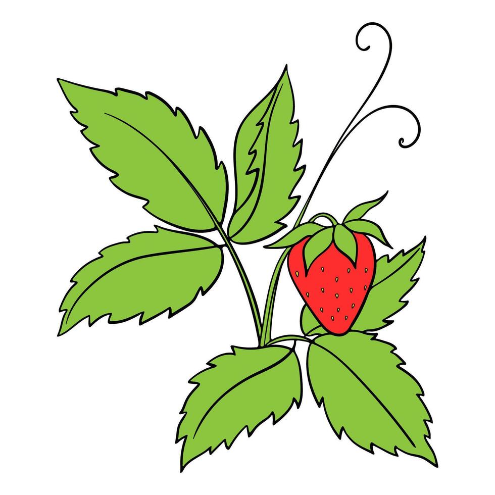 Illustration With Drawn Strawberry With Leaves And Berry vector