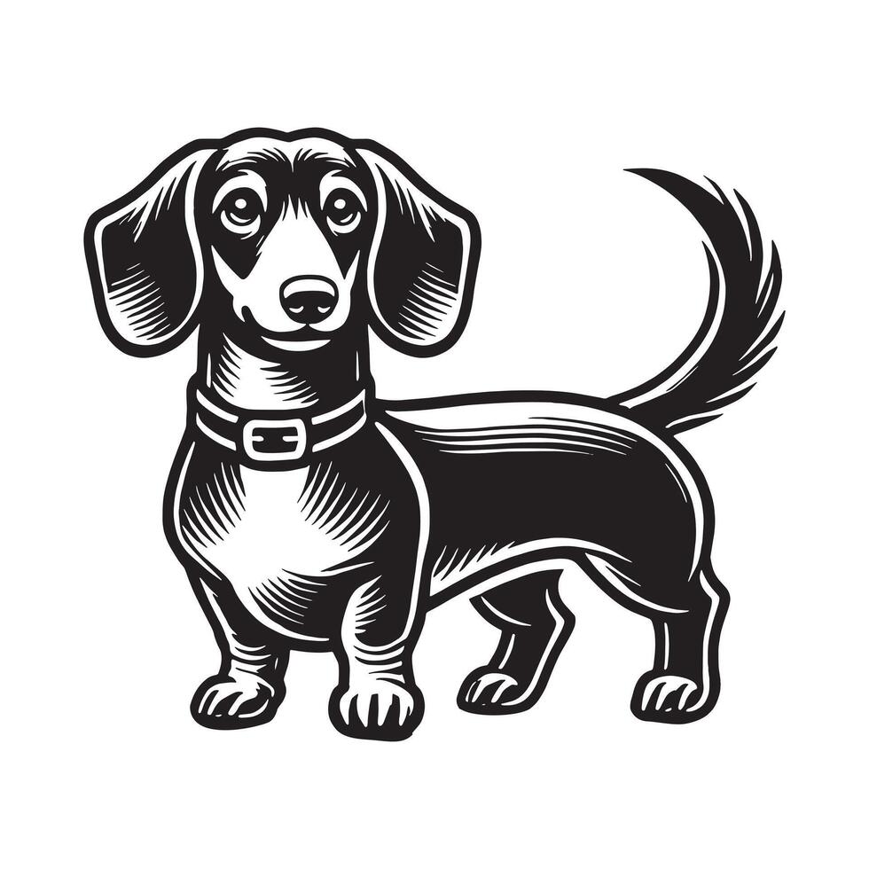 Dachshund with a Bowtie Swagger vector