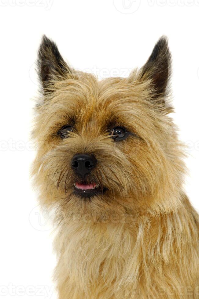Happy Cairn Terrier dog photo
