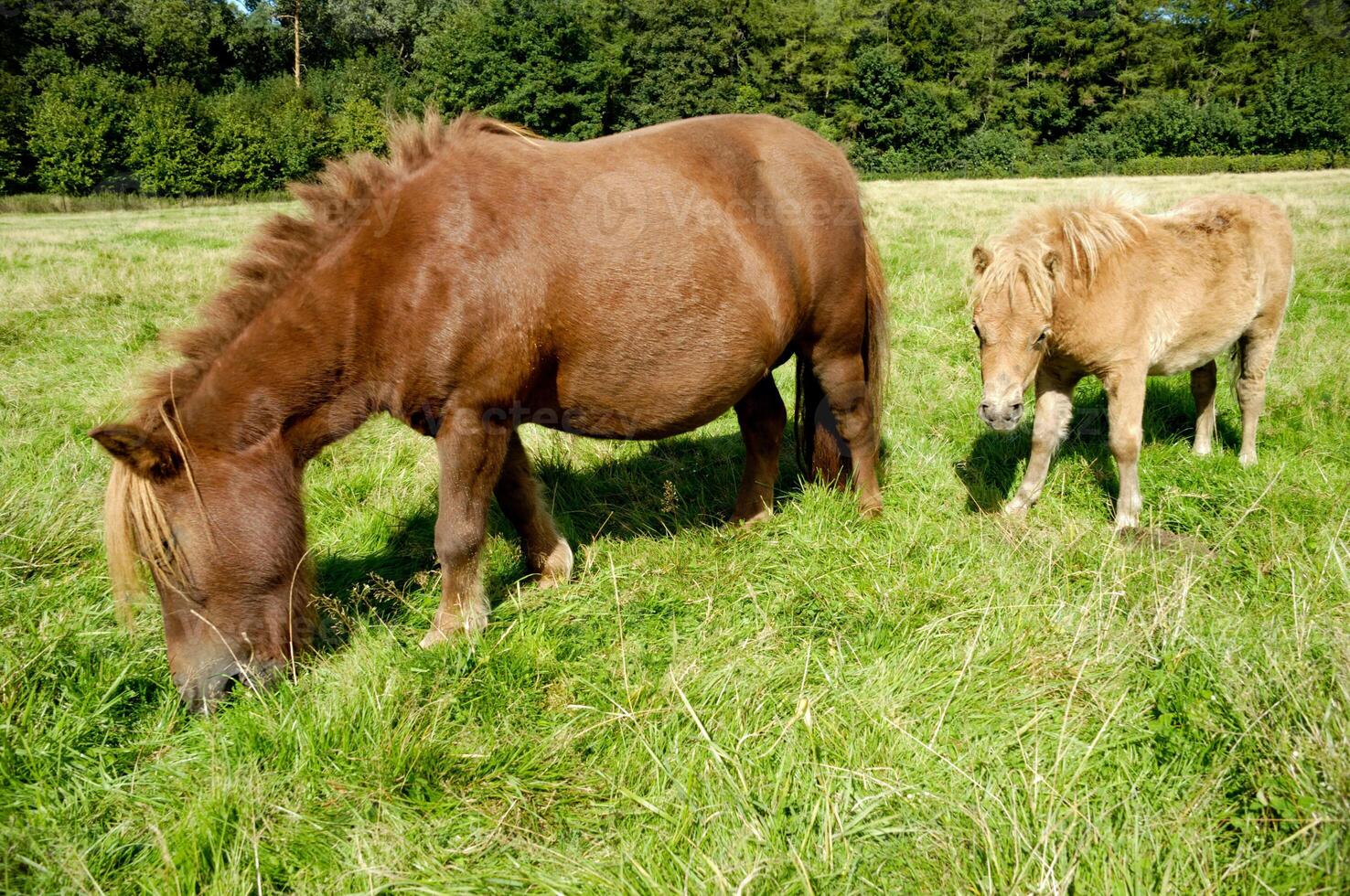 Horse mother and child photo