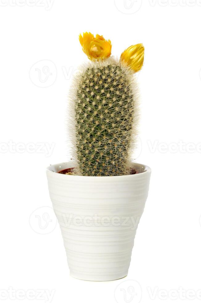 cactus on a white background photo