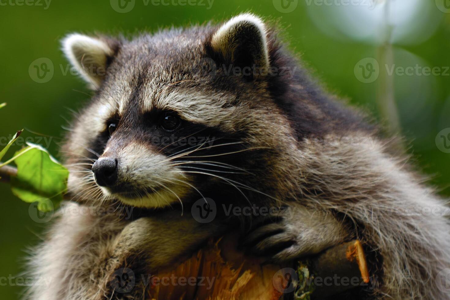 Sad raccoon in nature photo