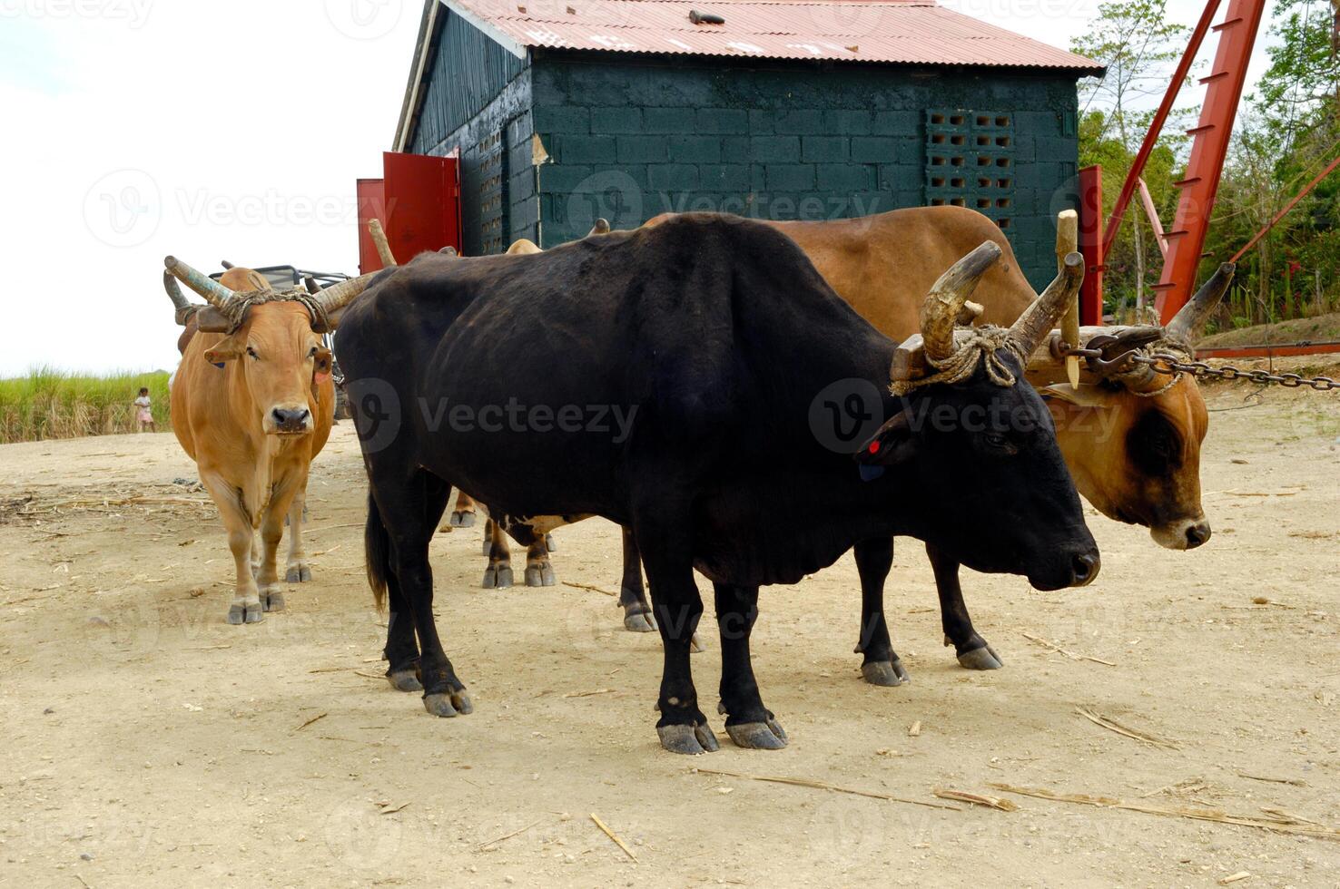 Oxes working are waiting photo