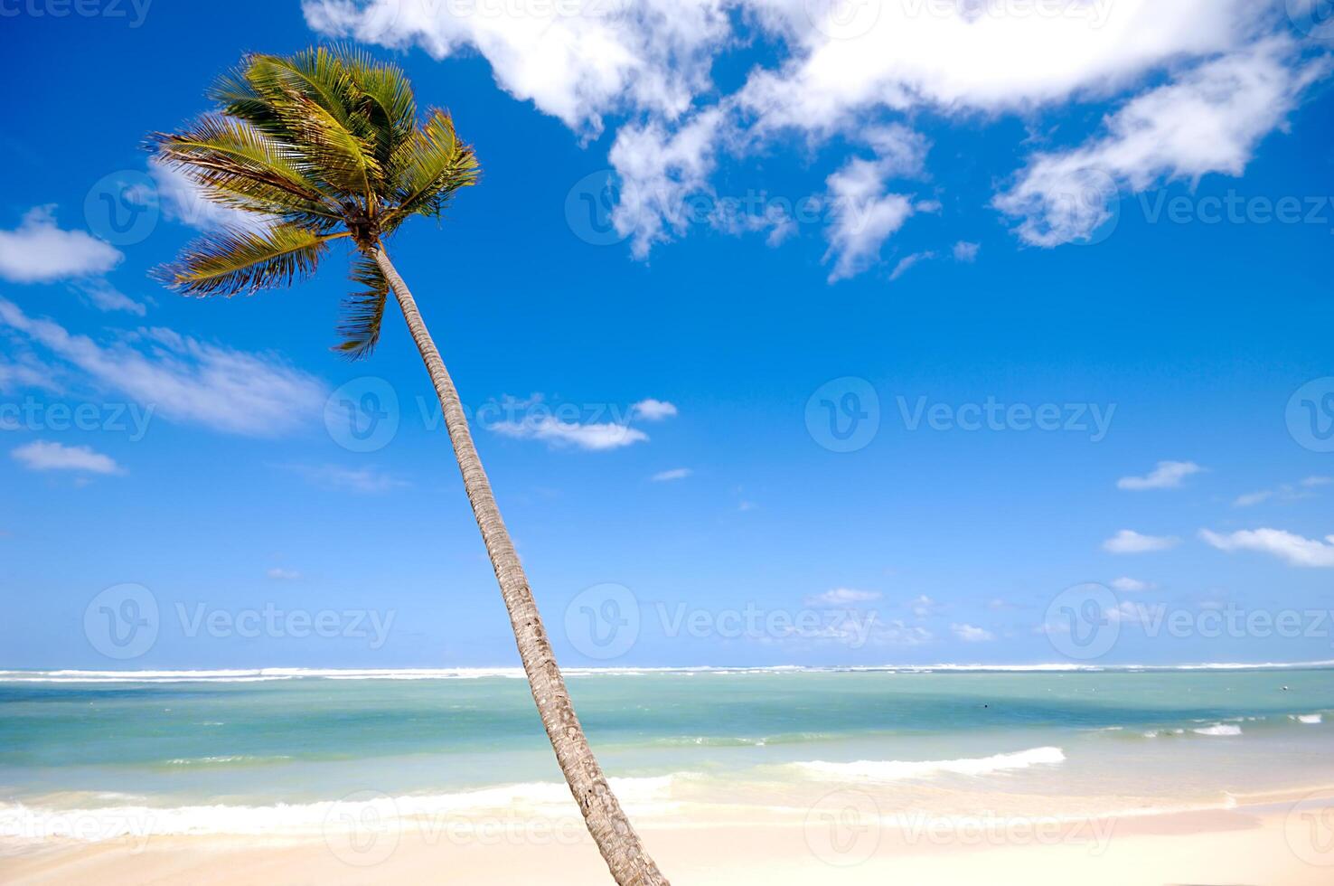 Palm tree on beach photo