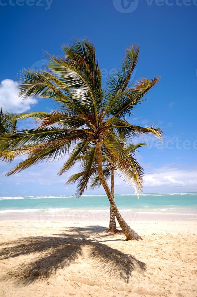 Tropical beach and palm photo