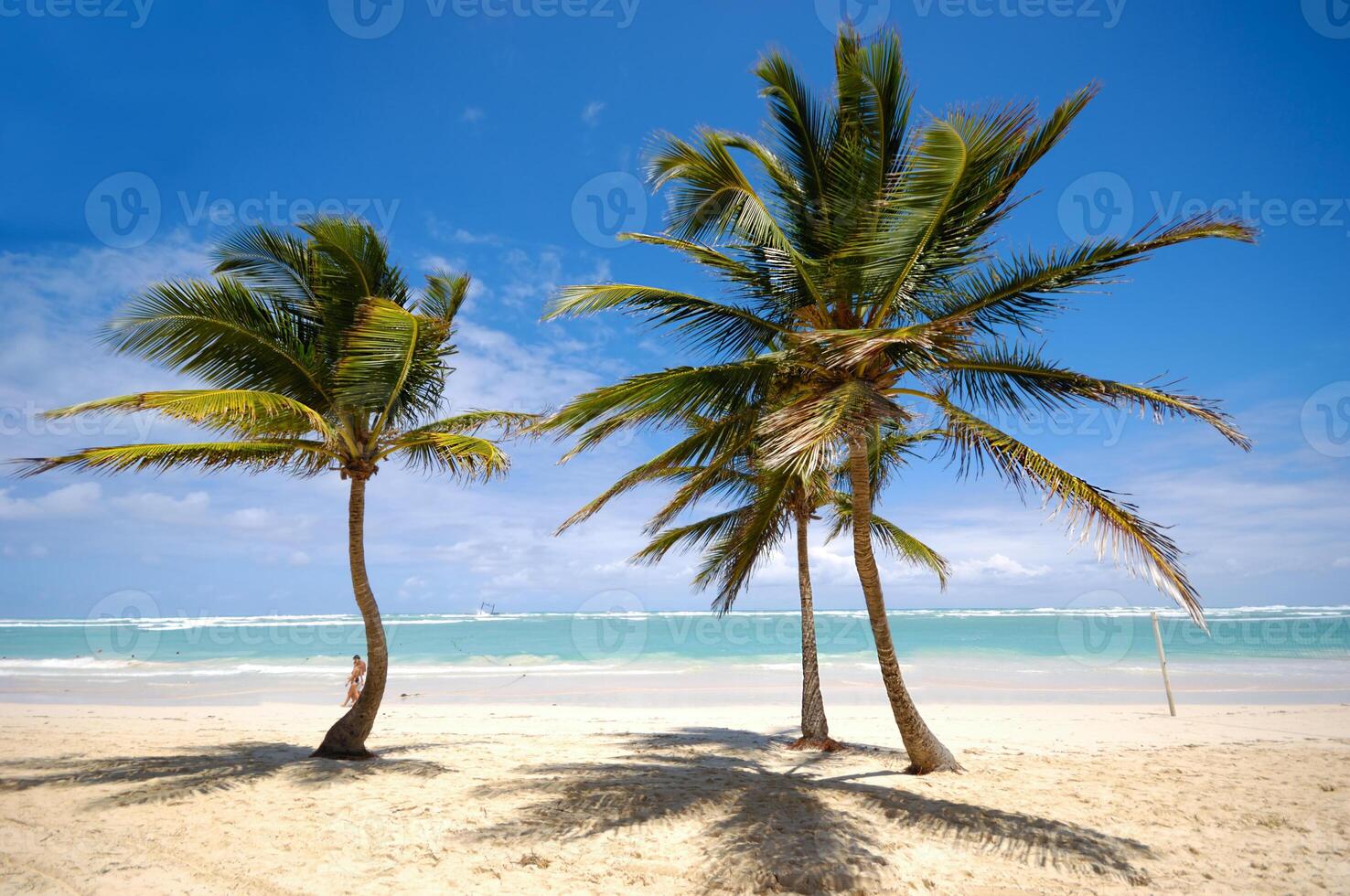 Palms on beach photo