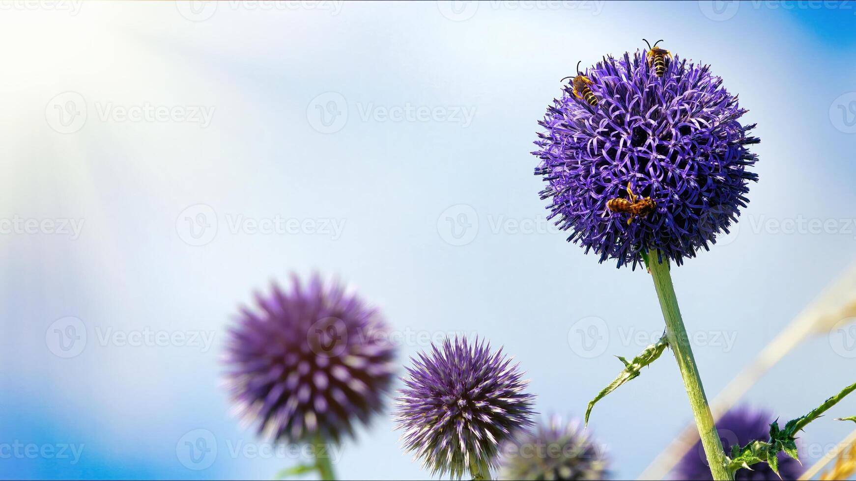 Plant Purple Flowers and The Insect Bee photo