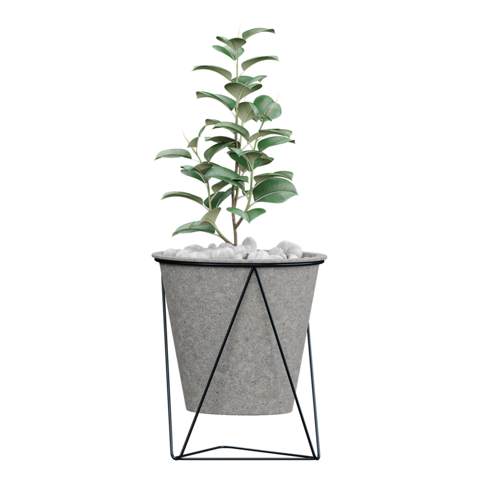 3d illustration of Eucalyptus plant in pot isolated on transparent canvas png