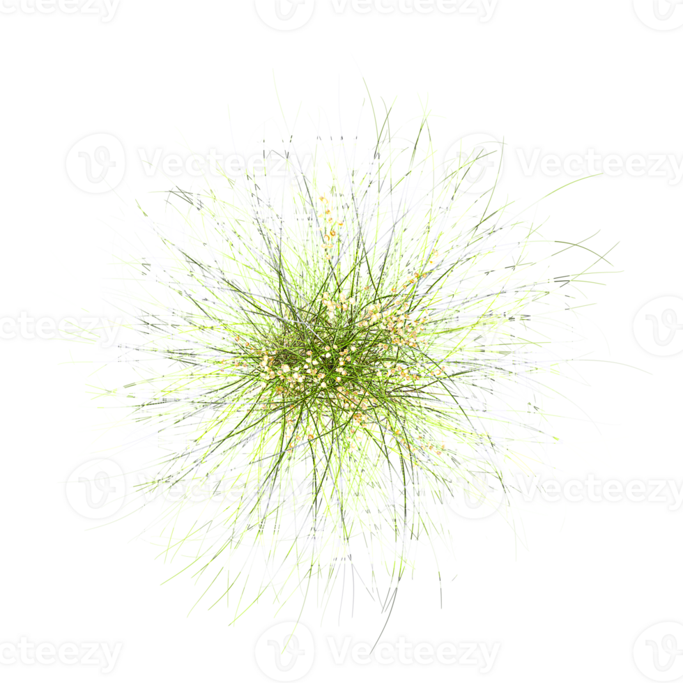 collection of Cymbopogon citratus grass with realistic style from top view png