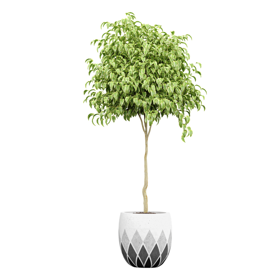 Green beautiful Ficus Benjamina plant in planter isolated on Canvas png