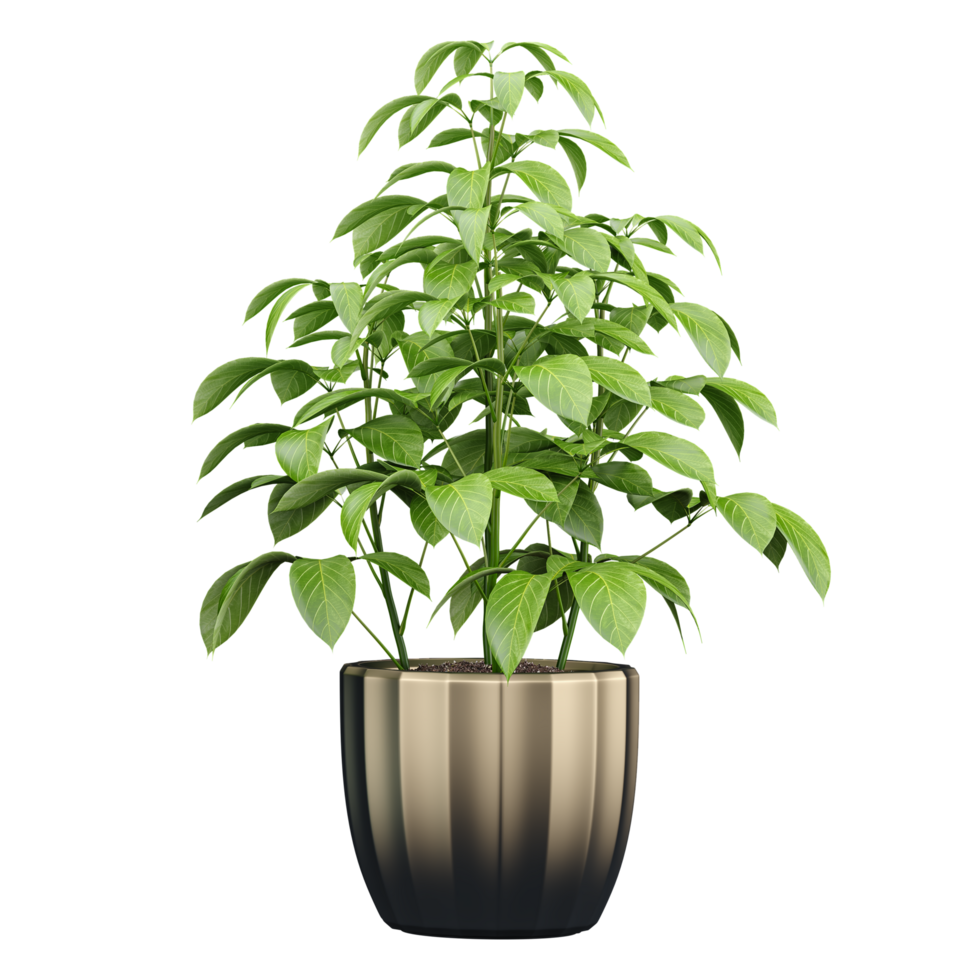 collection of Guiana Chestnut plant in pot with realistic style png