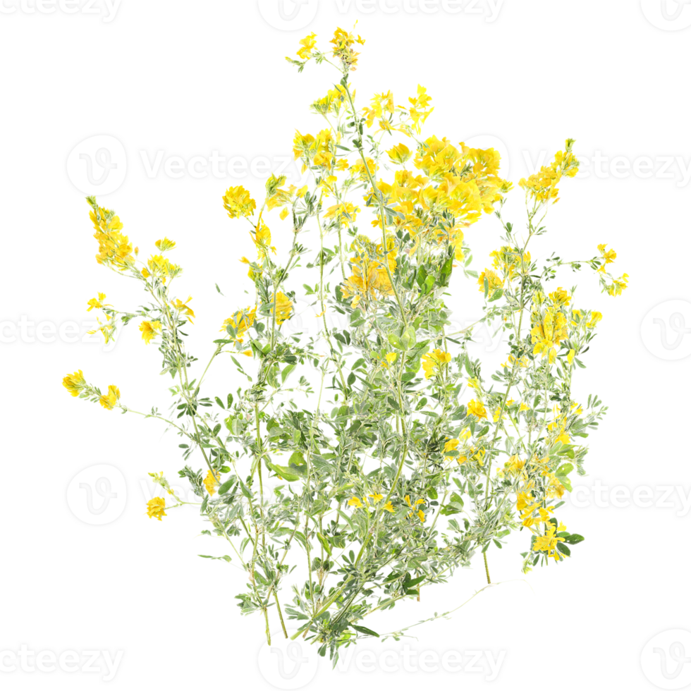 collection of Sickle medick grass with realistic style png