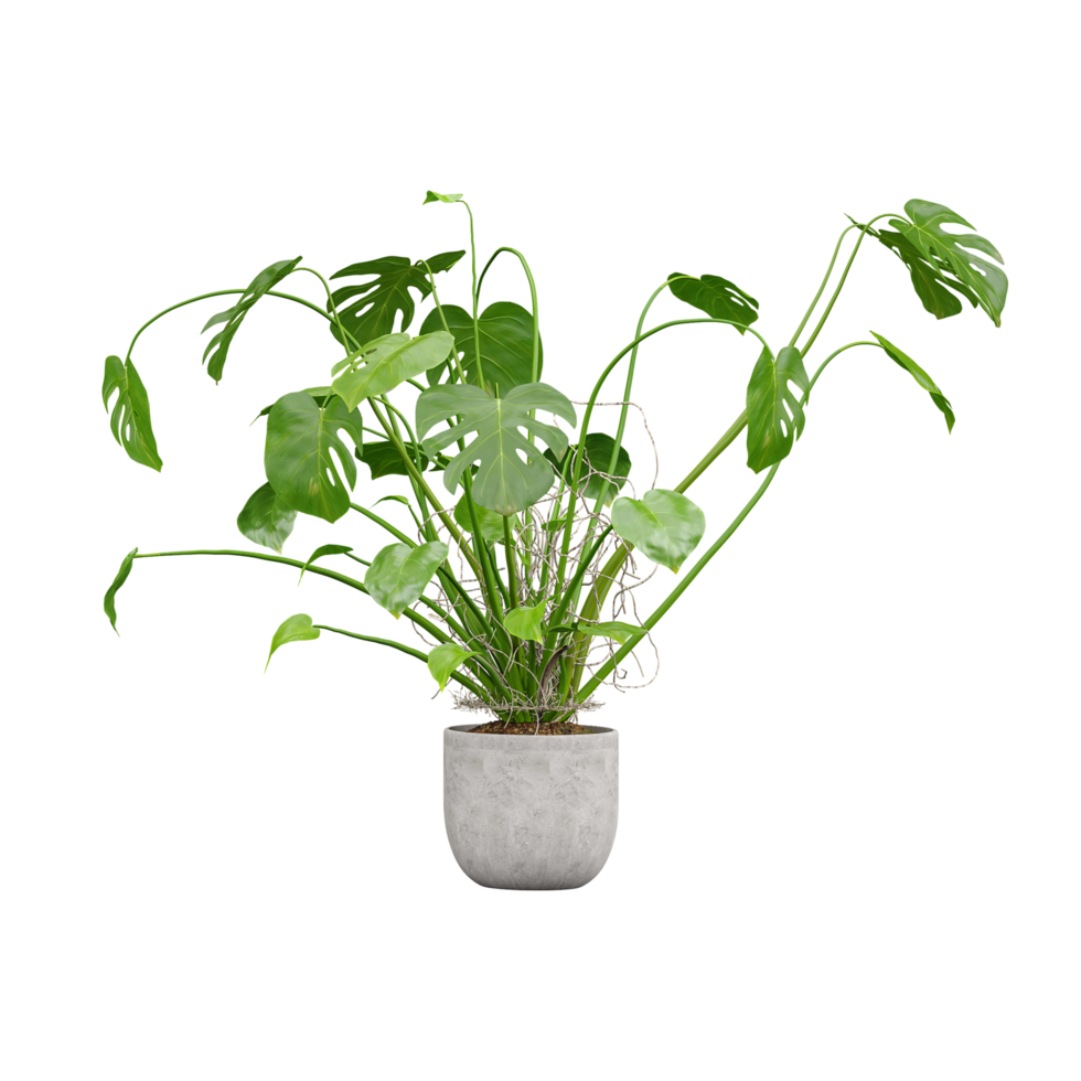 Green beautiful Swiss cheese plant in planter isolated on Canvas png