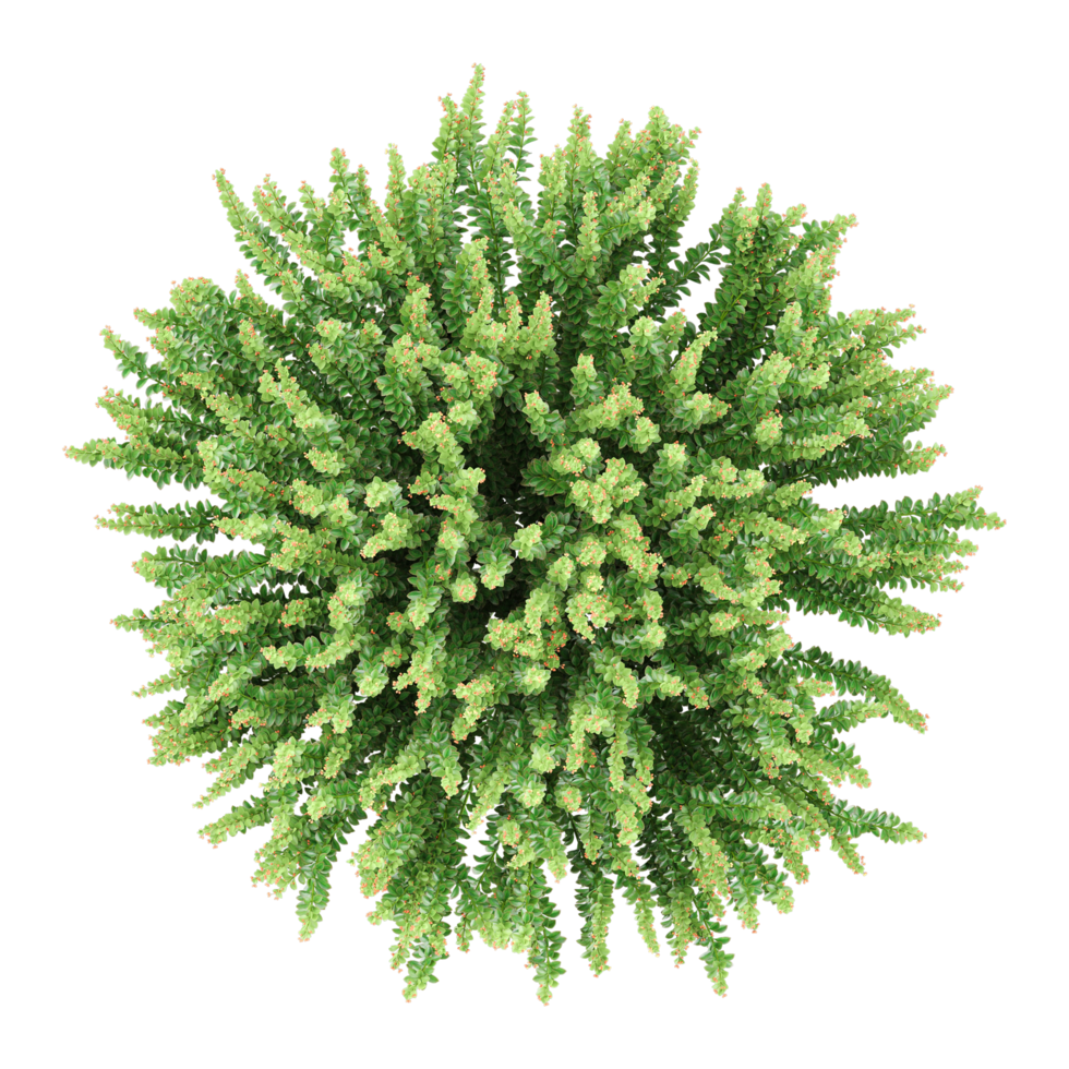Top view of fern isolated on transparent Canvas png