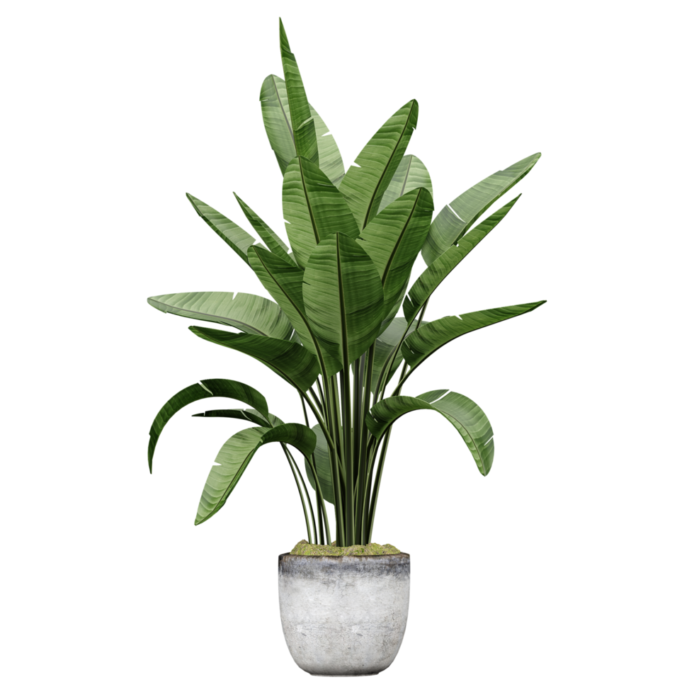 3D rendering of Strelitzia Nicolai plant in pot on transparent Canvas png