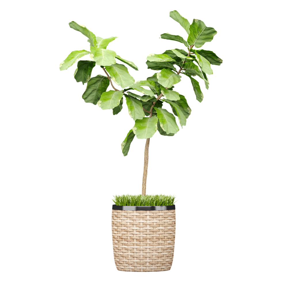 3d illustration of fiddle-leaf fig plant in planter isolated on transparent canvas png