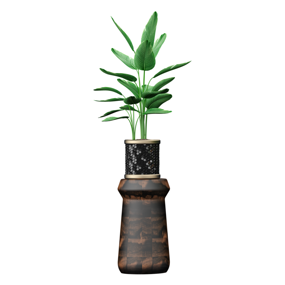 3d illustration of Bird of paradise flower plant in pot isolated on transparent canvas png