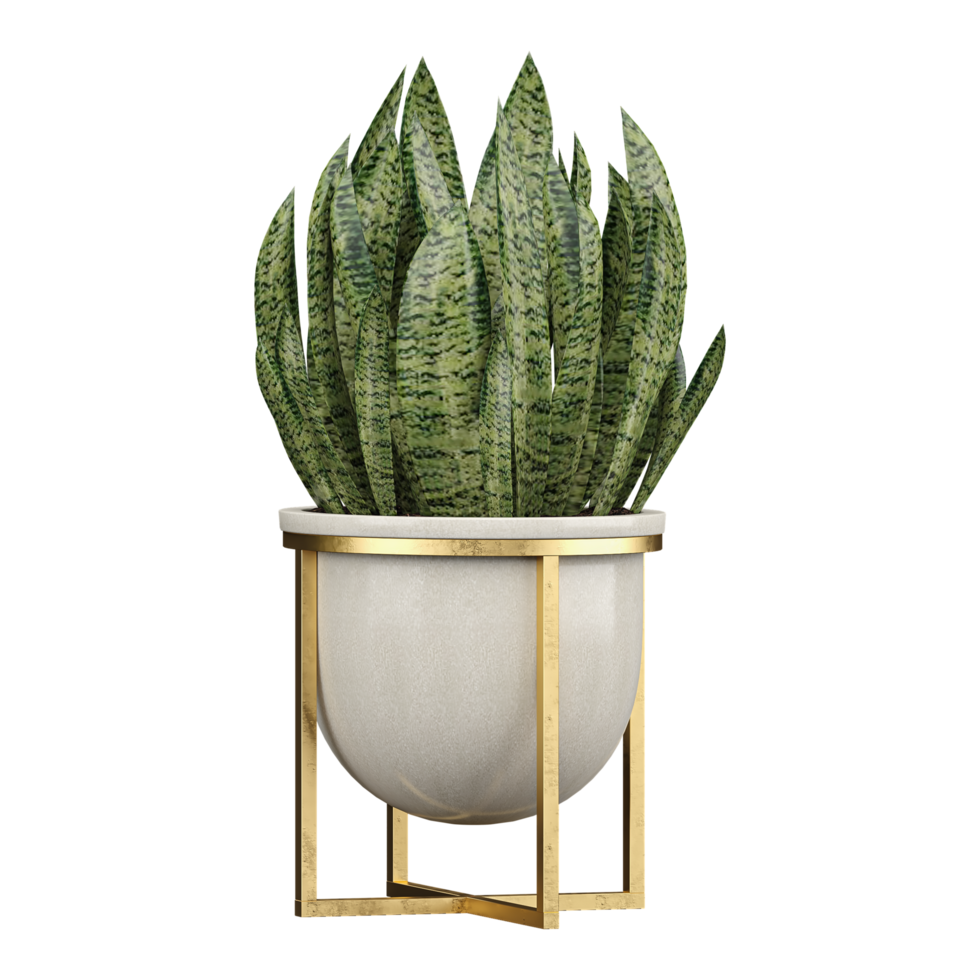 3d illustration of Dracaena trifasciata plant in planter isolated on transparent canvas png