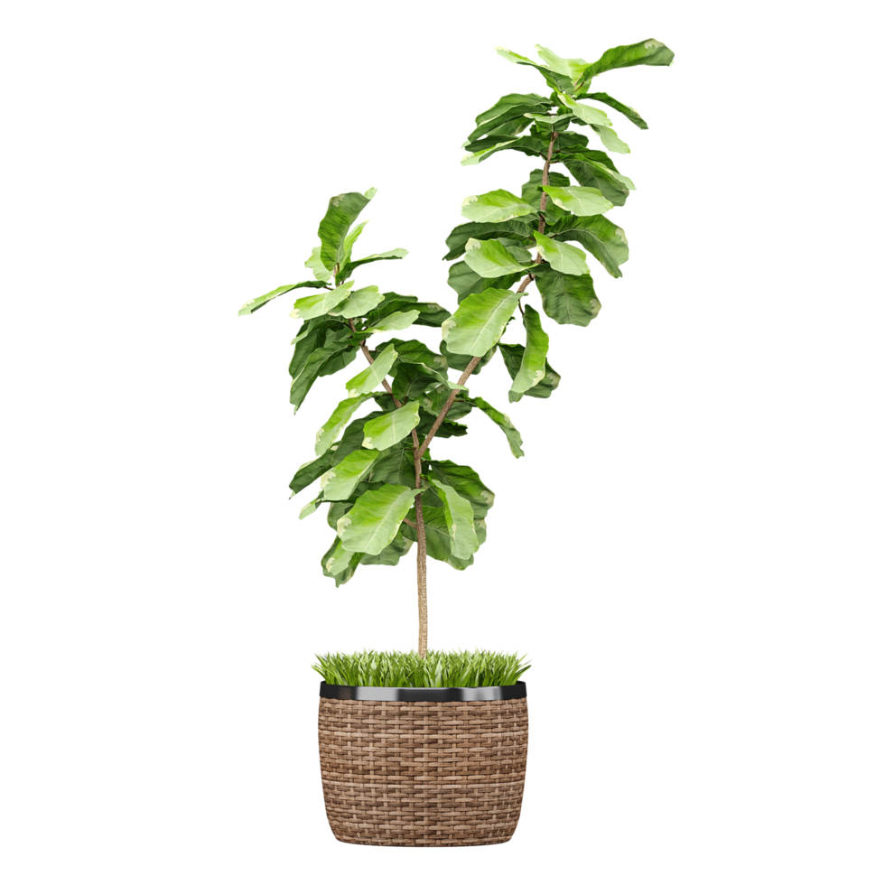 collection of fiddle-leaf fig plant in planter with realistic style png