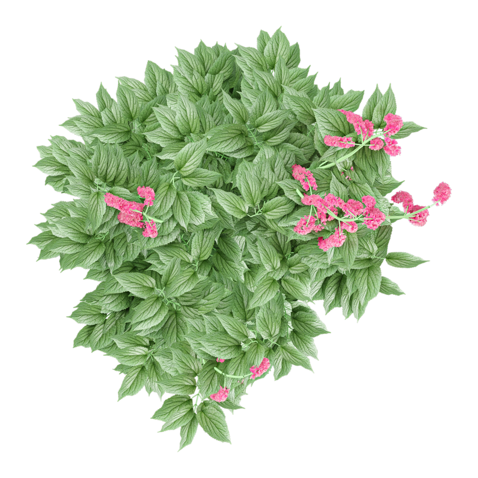3d illustration of red Love-Lies-Bleeding flower plant in planter isolated on transparent canvas from top view png