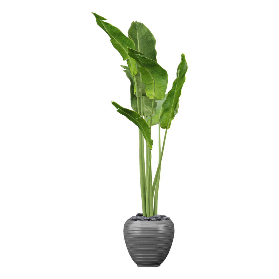 collection of Strelitzia Nicolai plant in pot with realistic style png