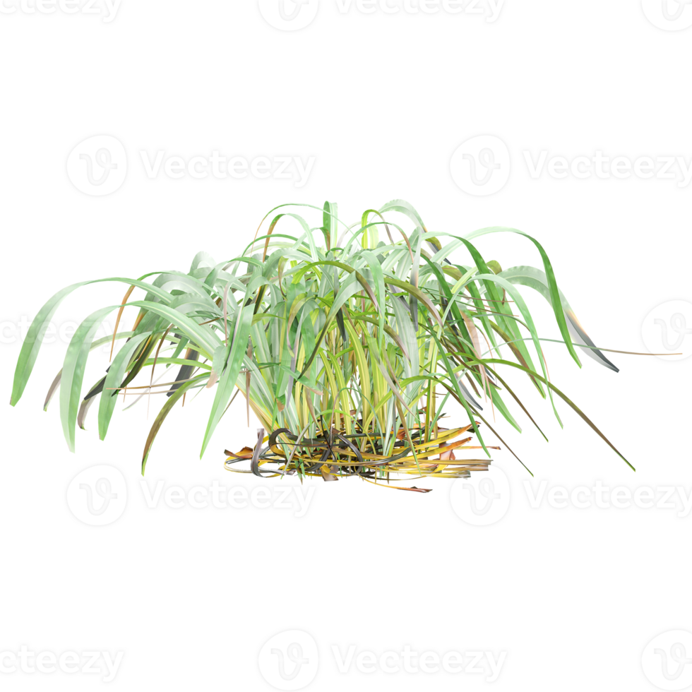 collection of Cymbopogon citratus grass with realistic style png