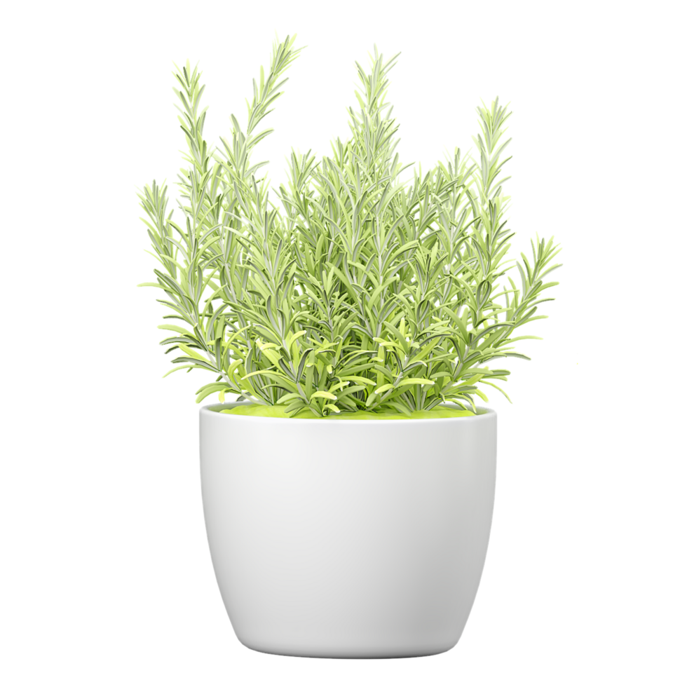 3d illustration of Rosemary pant in planter isolated on transparent canvas png