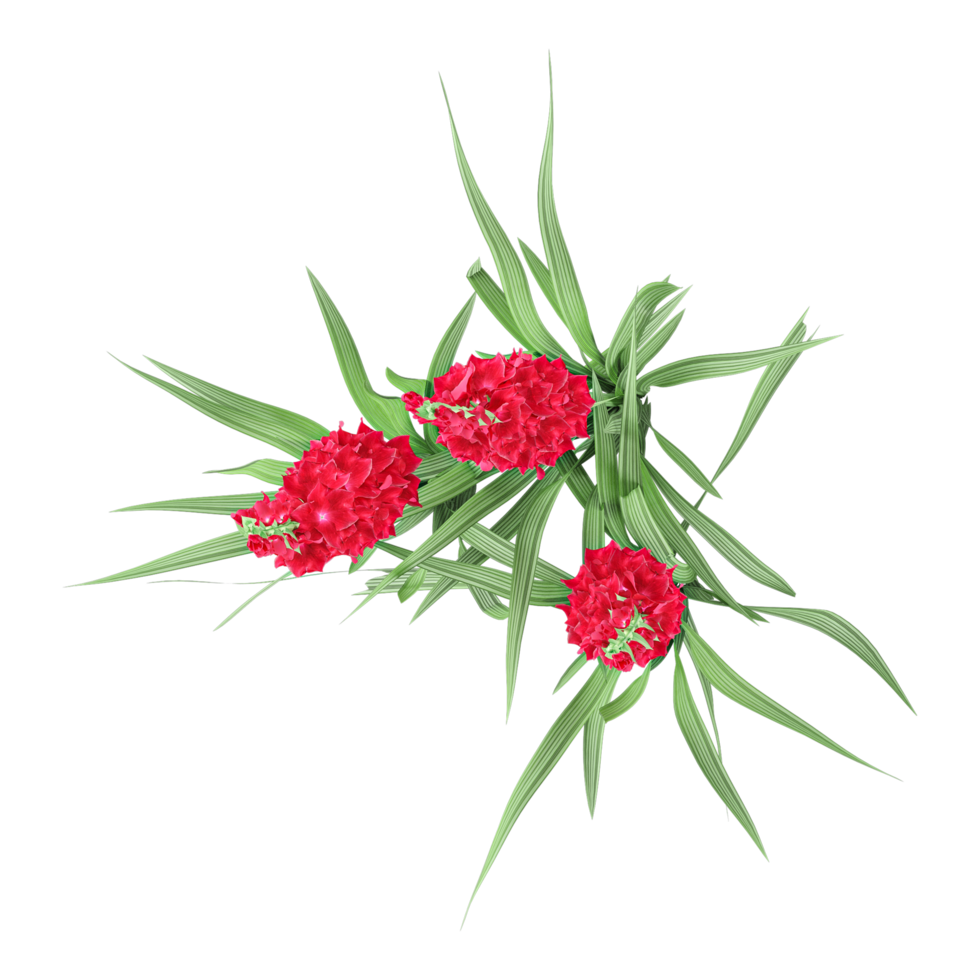 Top view of red gladiolus plants isolated on transparent Canvas png