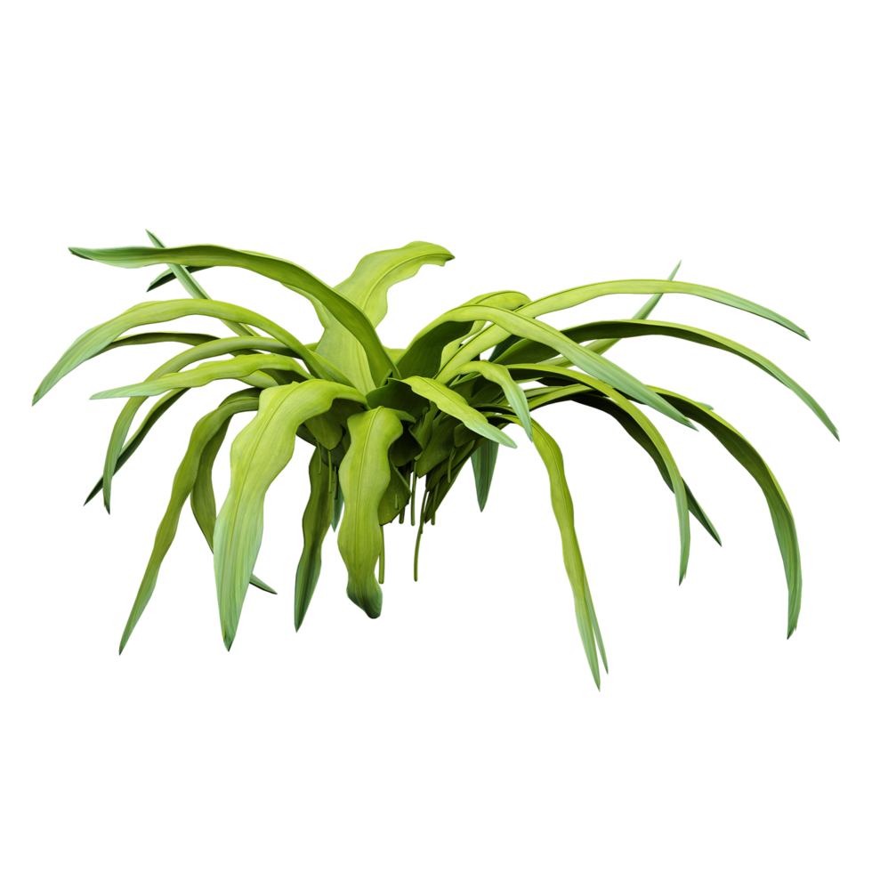 Green beautiful Elkhorn fern isolated on Canvas png