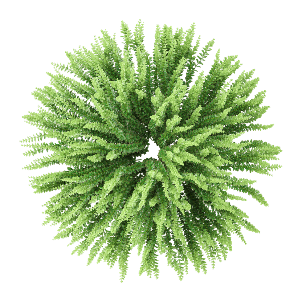 3d illustration of fern plant in planter isolated on transparent canvas from top view png