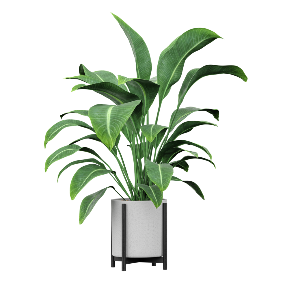 collection of Strelitzia nicolai plant in planter with realistic style png