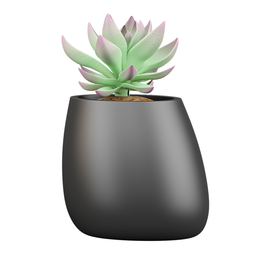 3d illustration of Echeveria plant in pot isolated on transparent canvas png