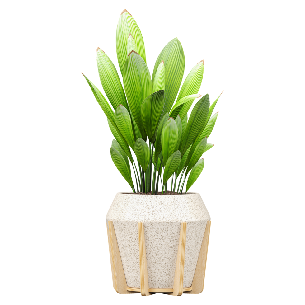 3d illustration of plants in pots on canvas png
