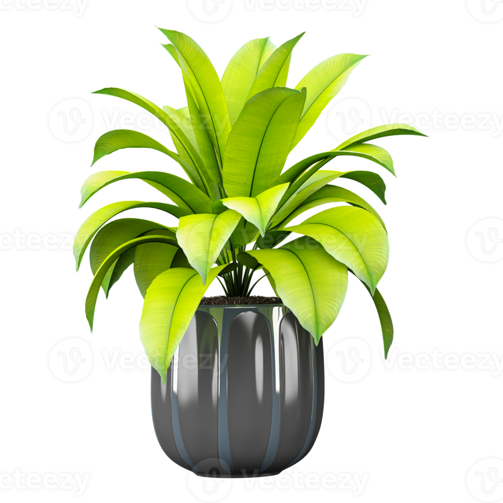 3d illustration of Bird's-nest fern in planter isolated on transparent canvas png