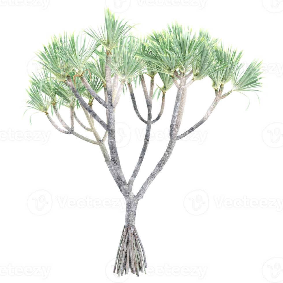 3d illustration of Dragon tree isolated on transparent canvas png