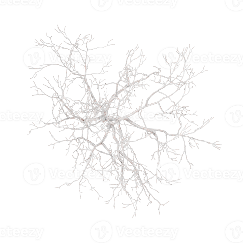 collection of dry Tree with realistic style from top view png