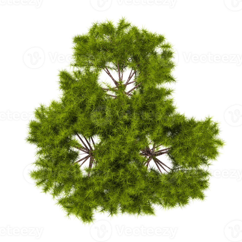 Top view of Moroccan cypress tree isolated on transparent Canvas png