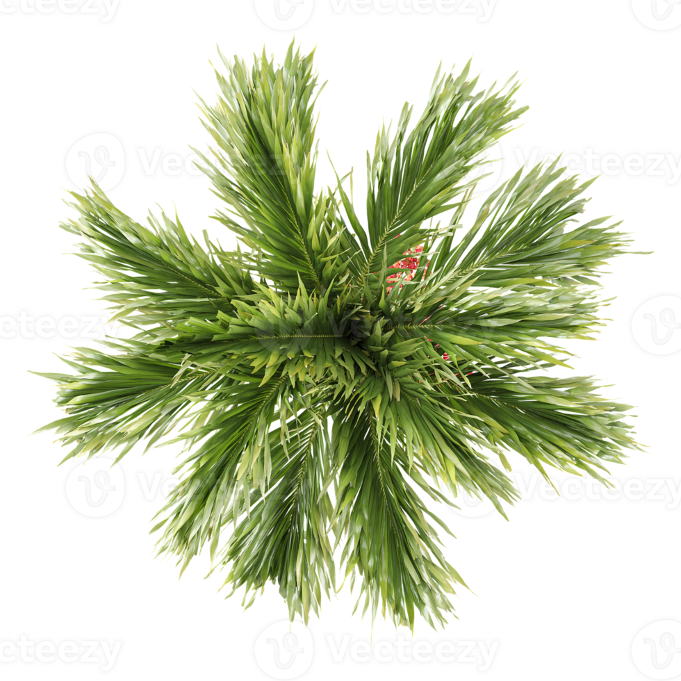 3d illustration of Areca palm isolated on transparent canvas from top view png