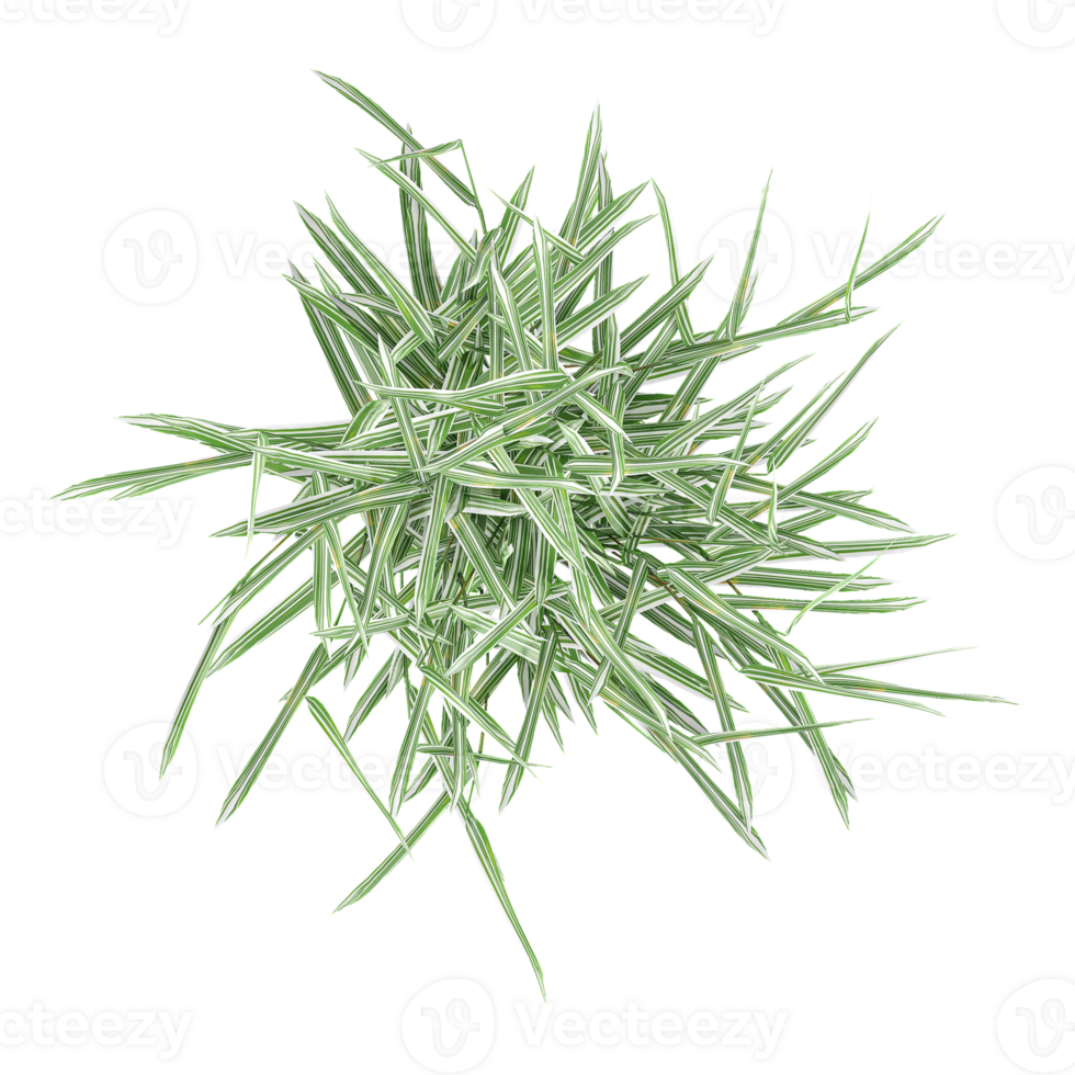 3d illustration of Muhlenbergia schreberi grass isolated on transparent canvas from top view png