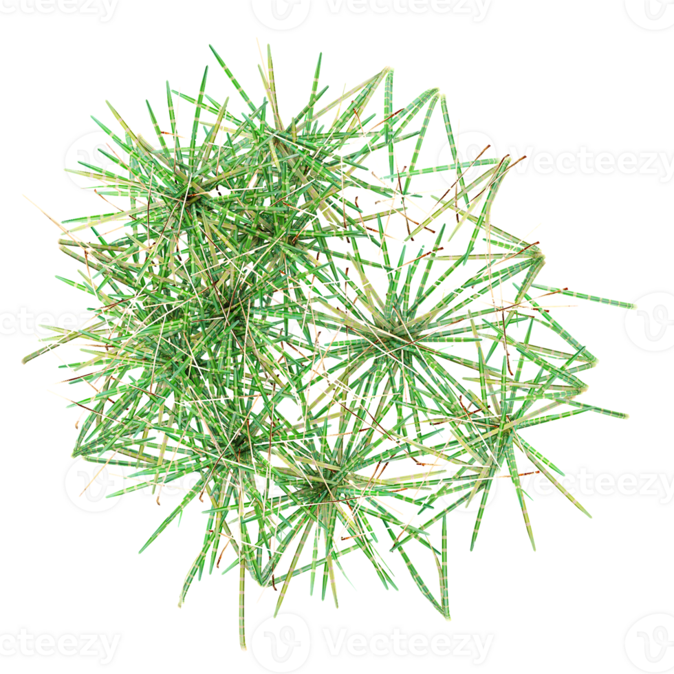 Topview of wild field grass on transparent Canvas png