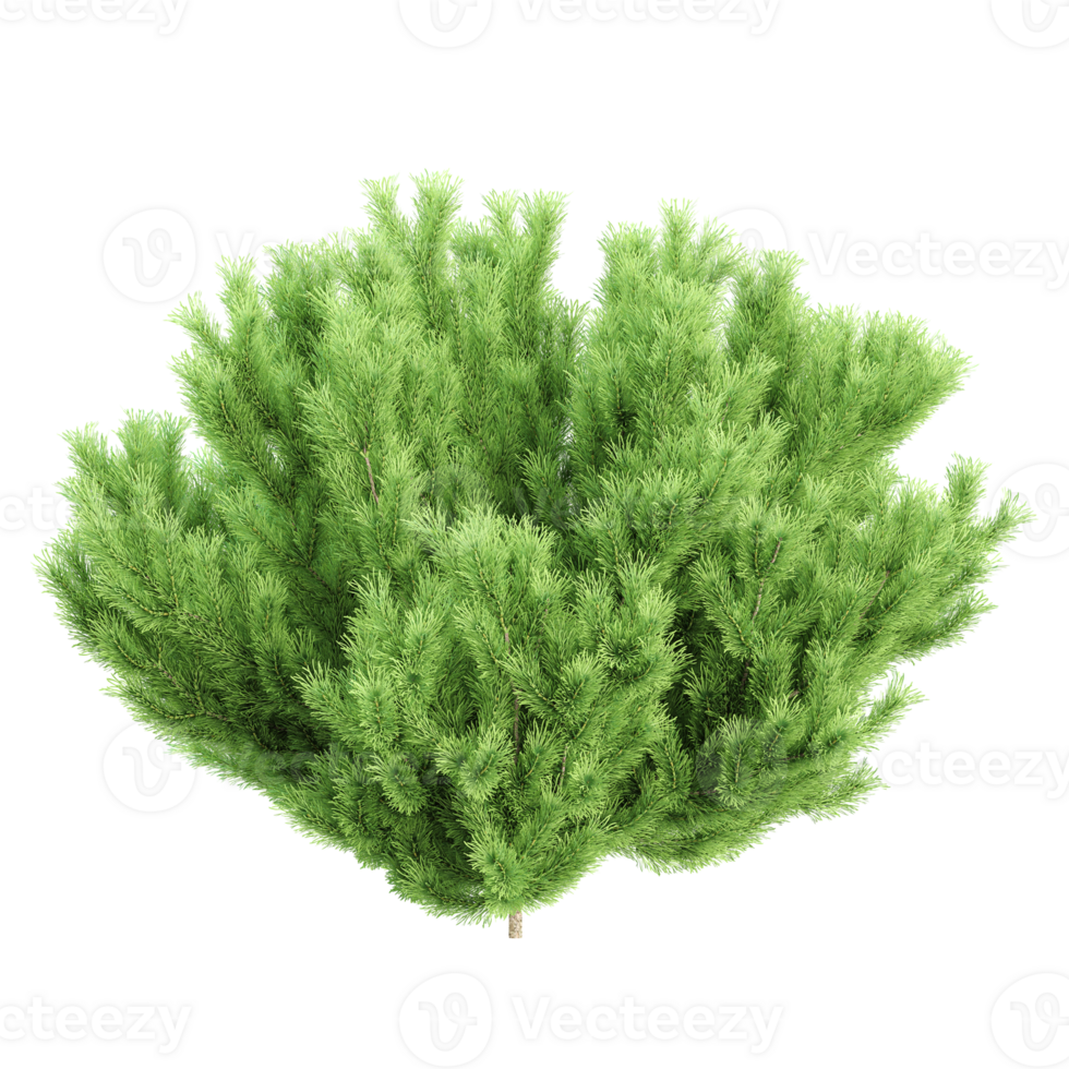 3d render of pine tree isolated on transparent Canvas png