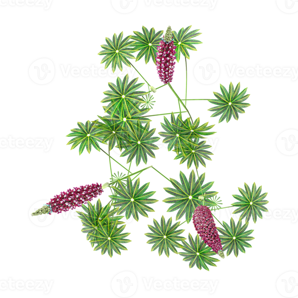 3d illustration of Large-leaved lupine tree isolated on transparent canvas from top view png