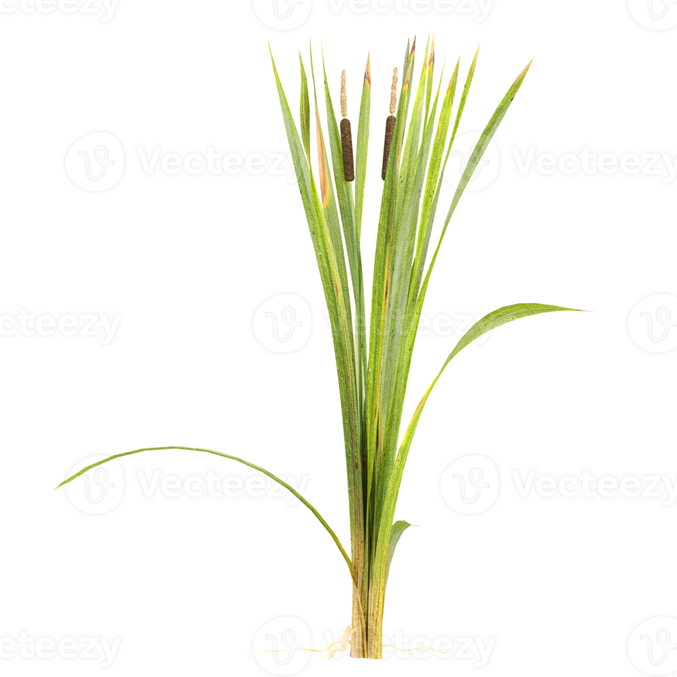 collection of Narrowleaf cattail plants with realistic style png