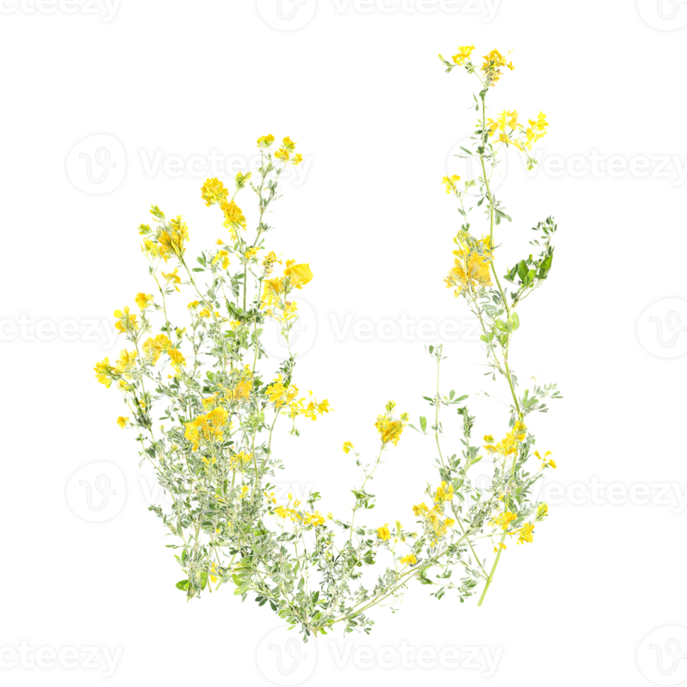 3d illustration of Sickle medick grass isolated on transparent canvas png