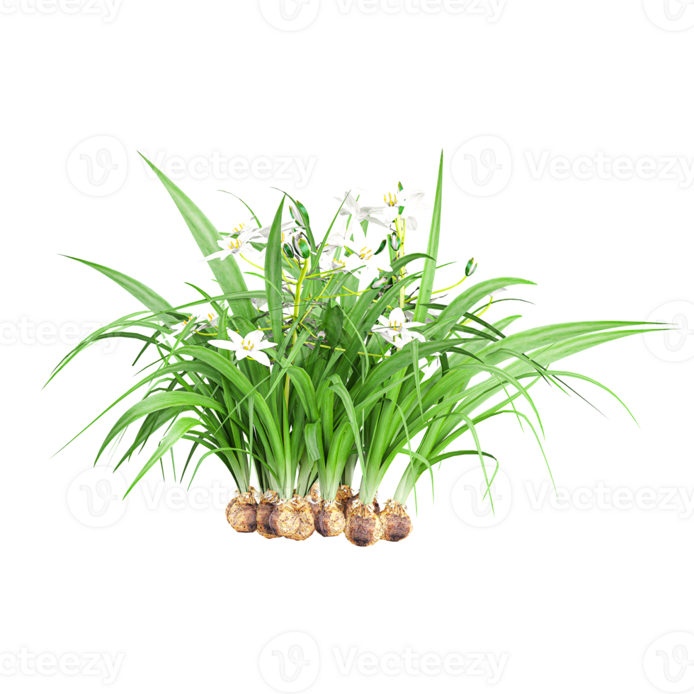 3d illustration of Chlorophytum tuberosum plants isolated on transparent canvas png