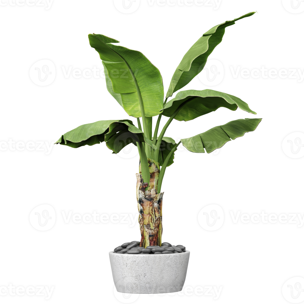 Green beautiful Hardy banana tree in planter isolated on Canvas png