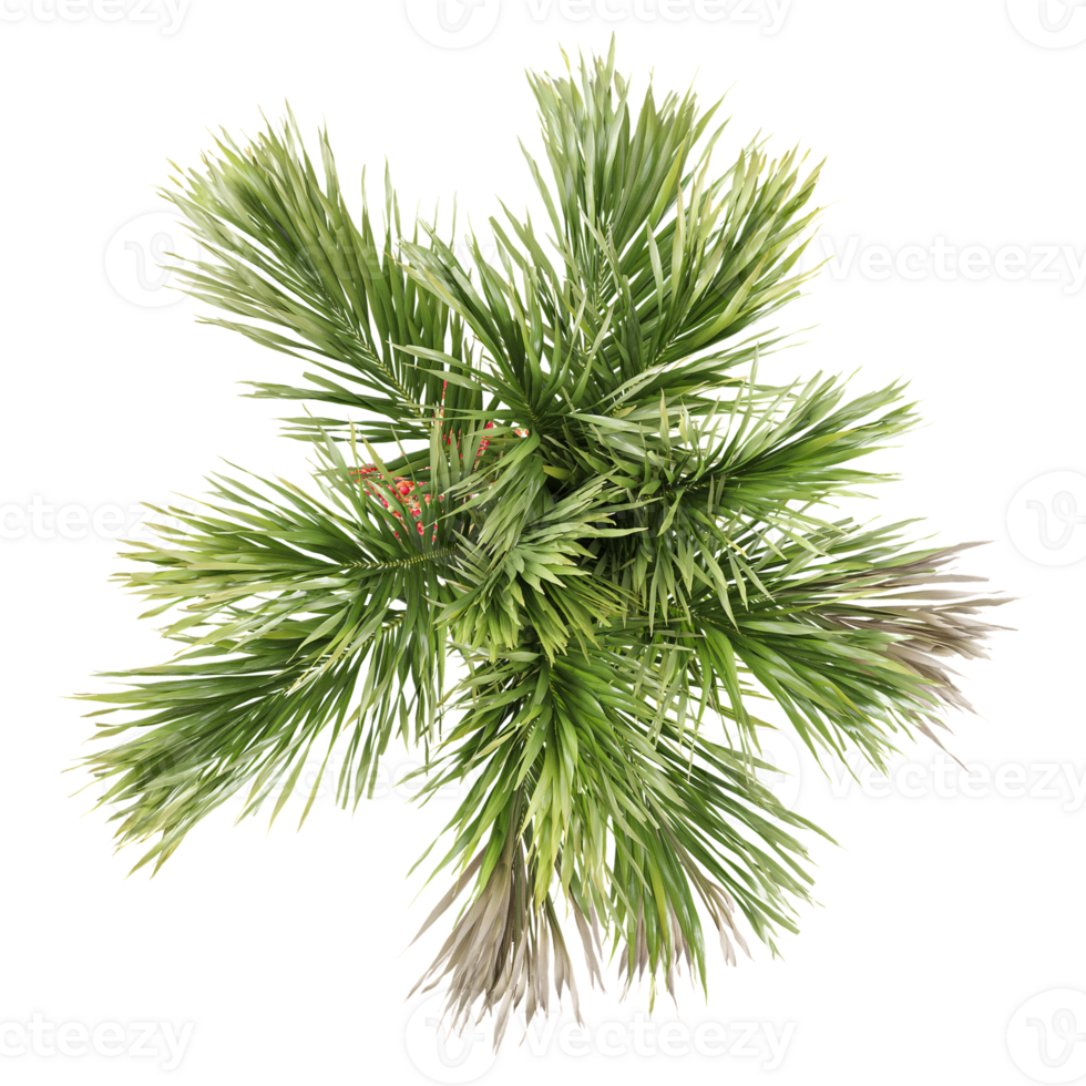 collection of Areca palm with realistic style from top view png