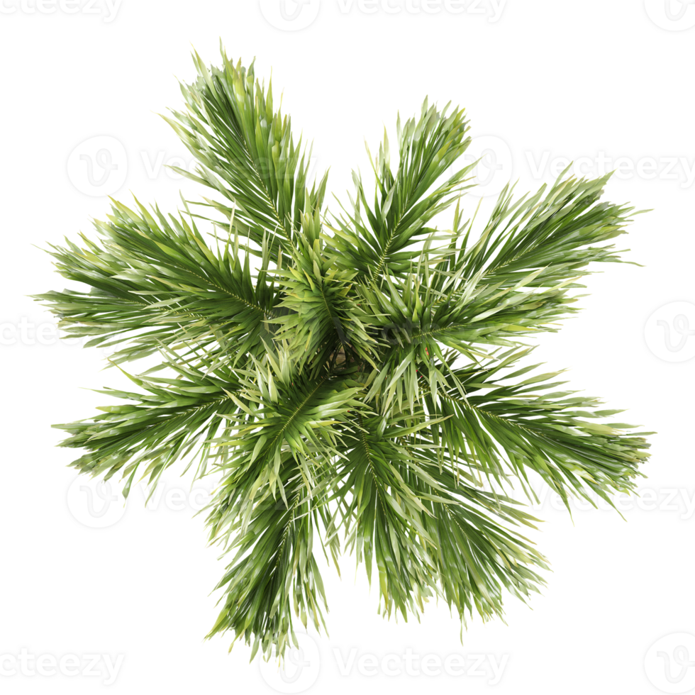 Top view of Areca palm tree isolated Canvas png