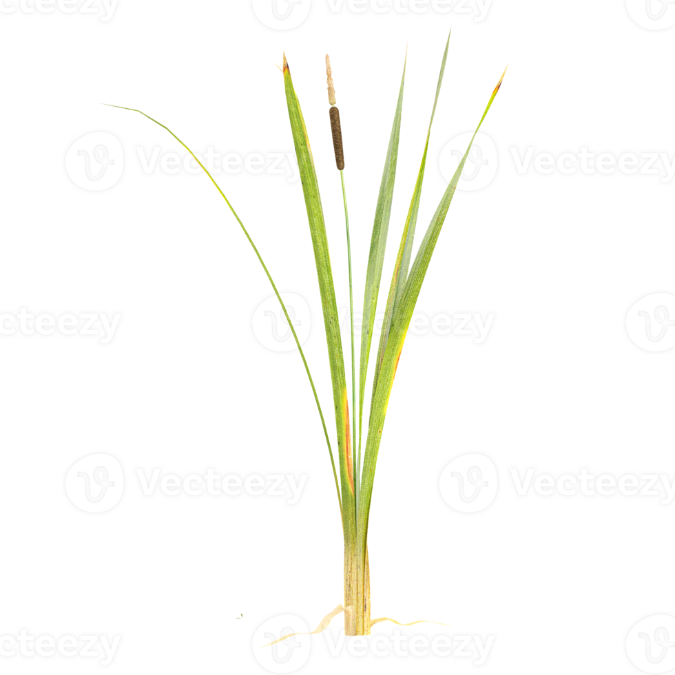 collection of Narrowleaf cattail plants with realistic style png